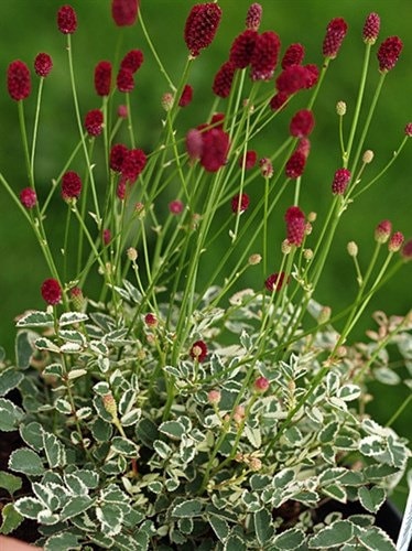 Sanguisorba 'Burnet Little Angel', 2.5 Quart Pot Live Plant