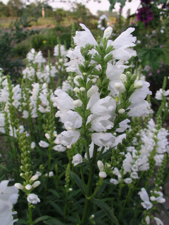 Miss Manners Obedient Plant - Physostegia Virginia Plant - 1 gallon pot