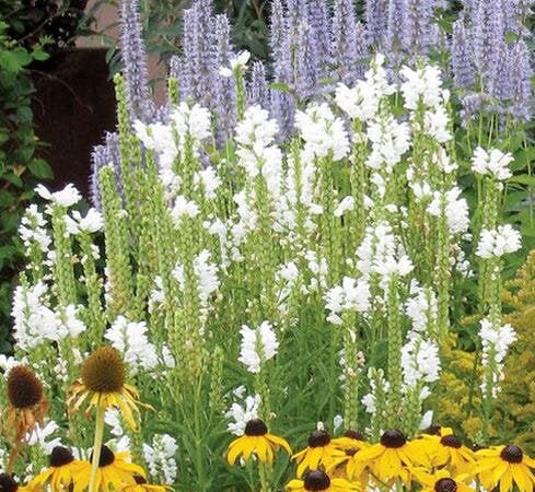 Miss Manners Obedient Plant - Physostegia Virginia Plant - 1 gallon pot