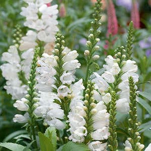 Miss Manners Obedient Plant - Physostegia Virginia Plant - 1 gallon pot