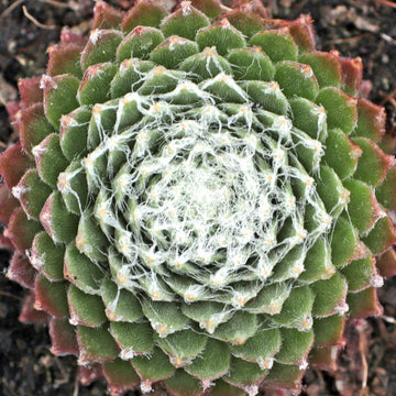 Hurricane Cobweb Succulent - Hens and Chicks Sempervivum Plant  4"