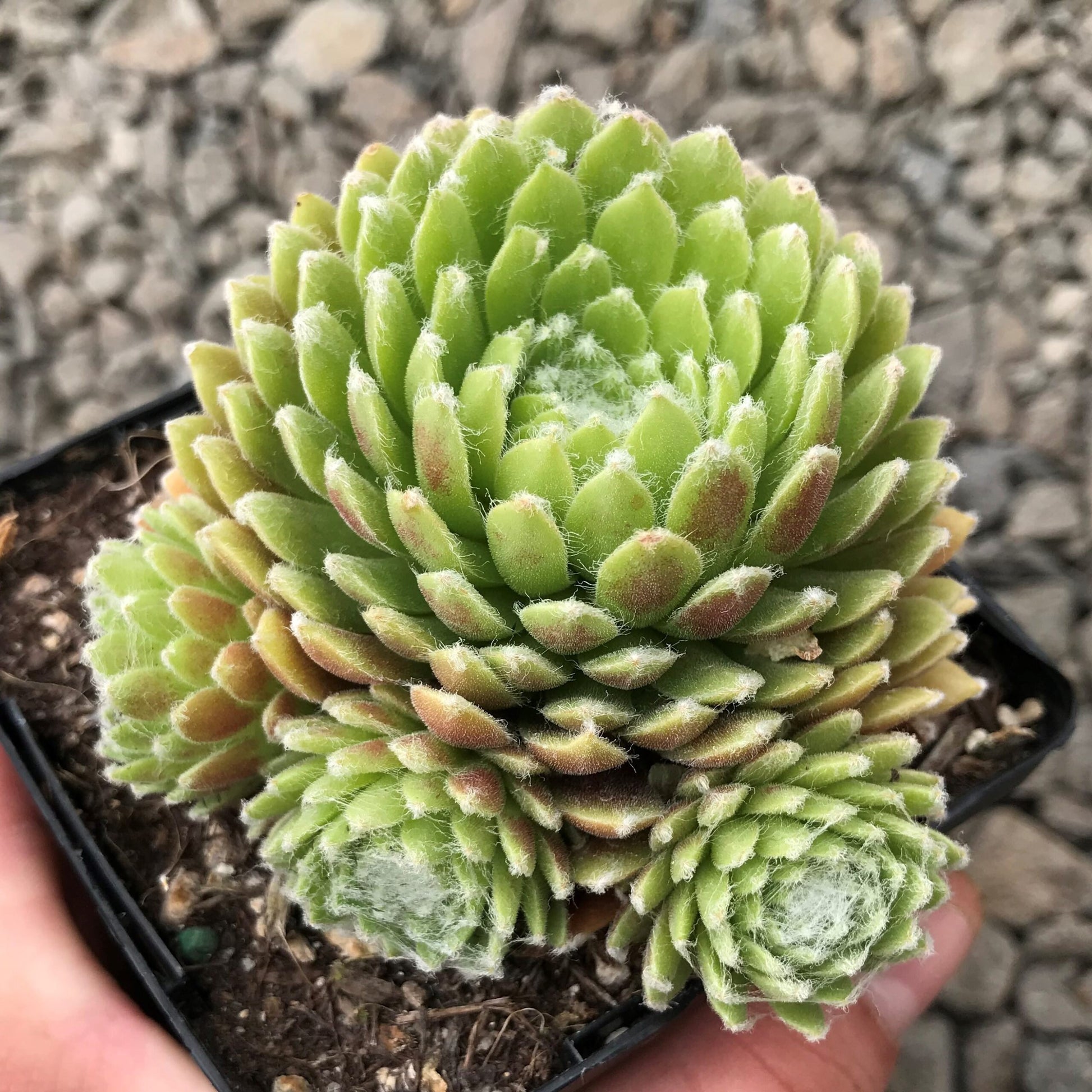 succulents box sempervivum cobweb hens and chicks Sempervivum arachnoideum Sp