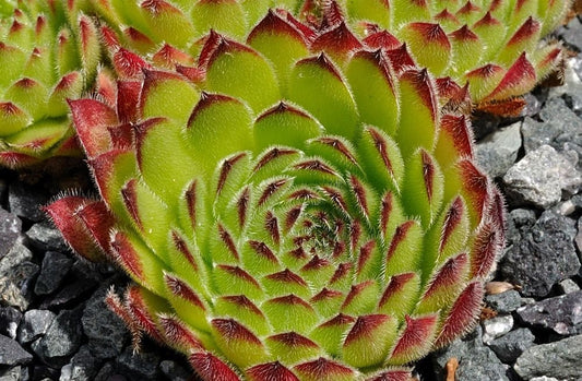 Kosaninii Sempervivum Live Succulent 4" pot