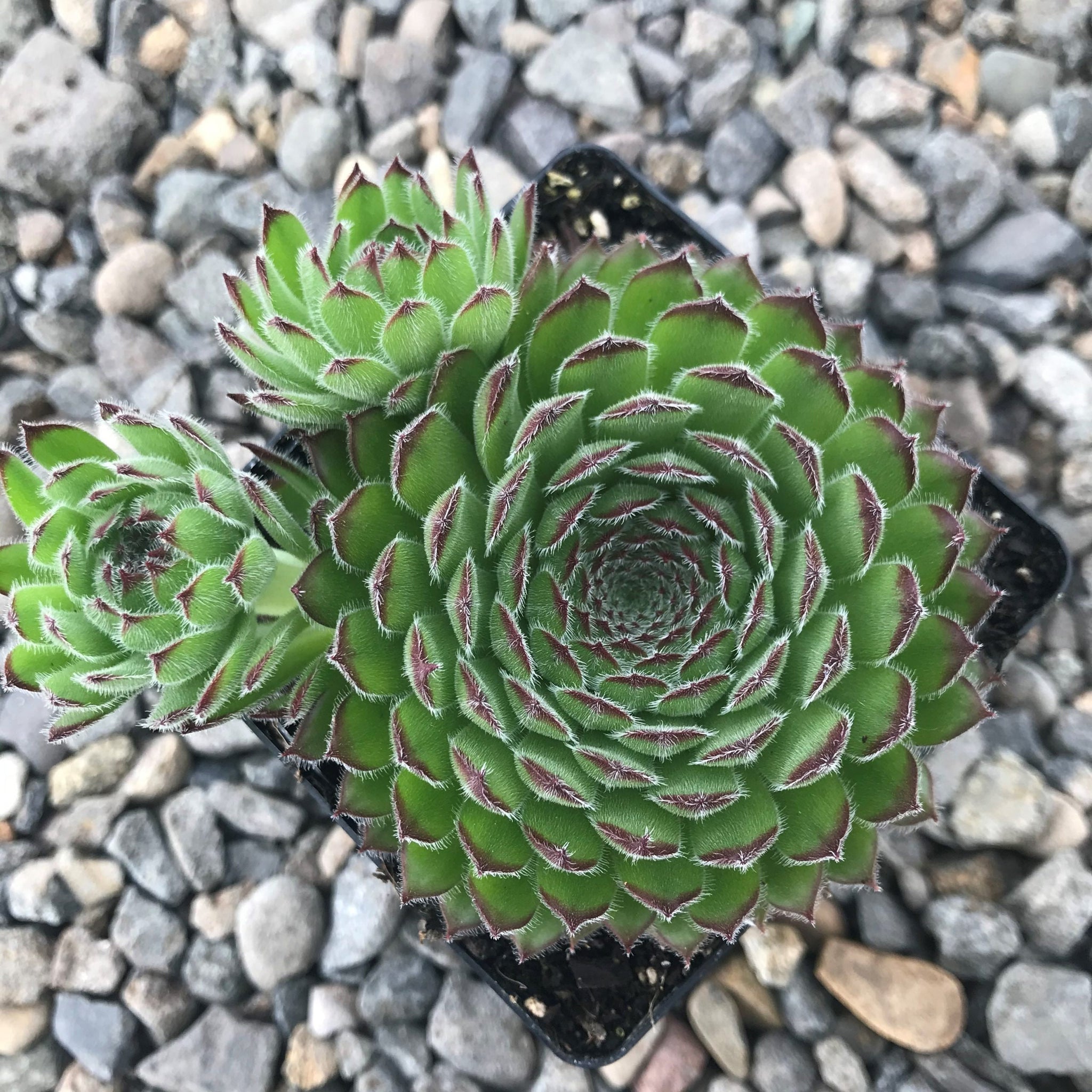 Kosaninii Sempervivum Live Succulent 4" pot