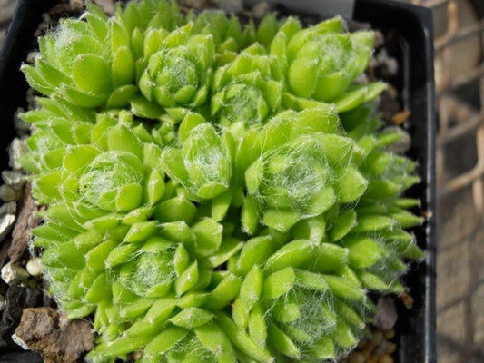 Pekinese Sempervivum Live Succulent Spring and Summer Growth Colony Cobweb Sempervivum Hens and Chicks Plant 4 inch pot Free Shipping