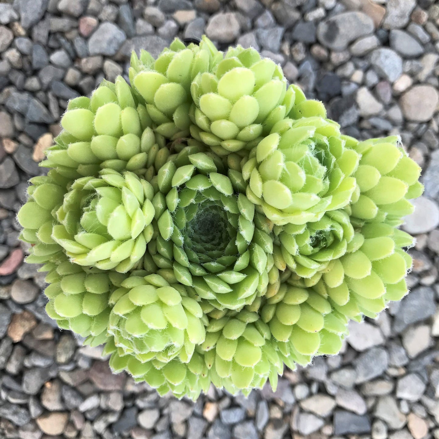 Pekinese Sempervivum Live Succulent Spring and Summer Growth Colony Cobweb Sempervivum Hens and Chicks Plant 4 inch pot Free Shipping