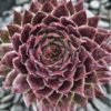 Sanford Sempervivum Live Succulent Spring and Summer Growth Colony Sempervivum Hens and Chicks Plant 4 inch pot Free Shipping