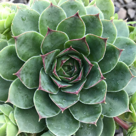 Sempervivum 'Albidum' Hens & Chicks, 4" Pot Live Plant