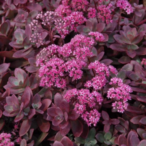 Sedum SunSparkler 'Firecracker' Stonecrop, 4" Pot Live Plant