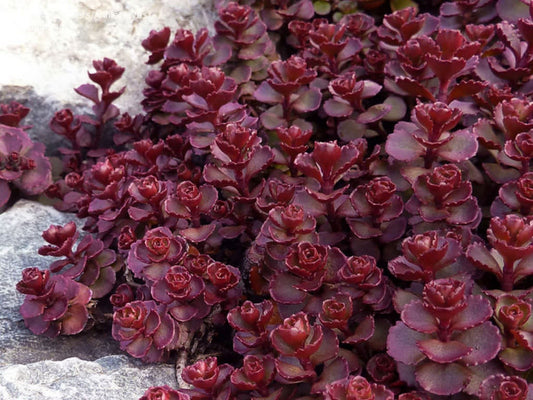 "Voodoo" Stonecrop Succulent Sedum Plant - 4 inch pot