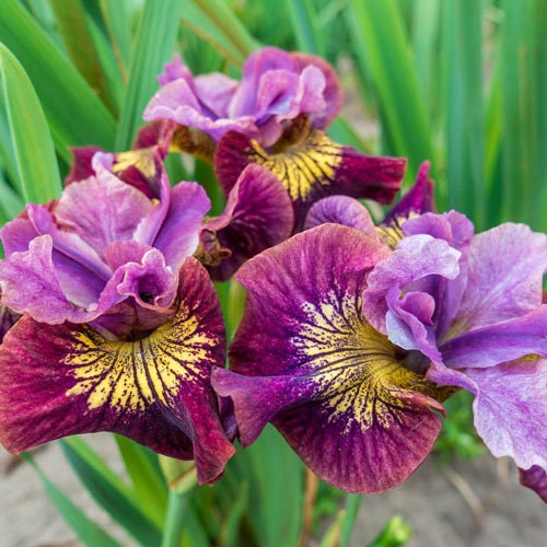 Siberian Iris 'Miss Apple', 1 Gallon Pot Live Plant