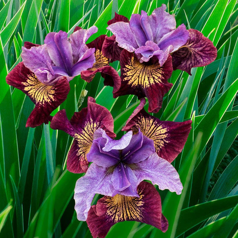 Siberian Iris 'Miss Apple', 1 Gallon Pot Live Plant