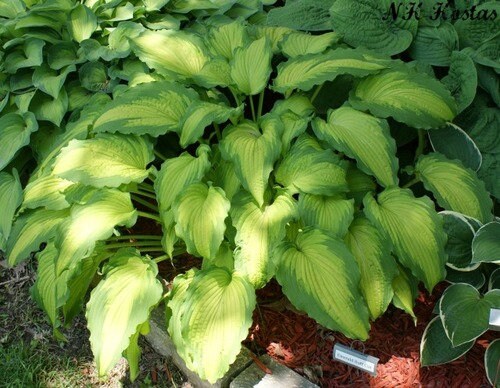 Hosta 'Emerald Ruff Cut', 1 Gallon Pot Live Plant