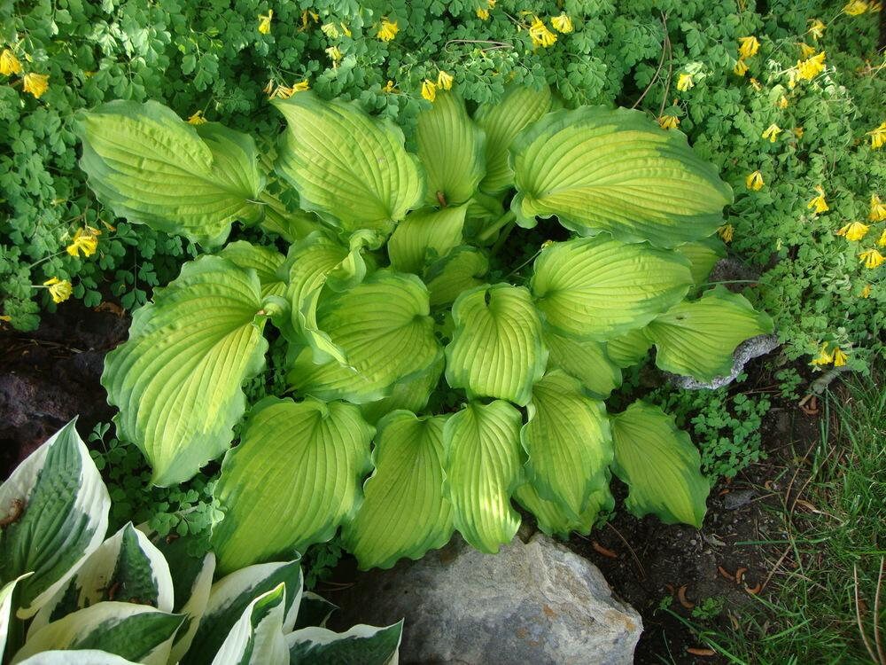 Hosta 'Emerald Ruff Cut', 1 Gallon Pot Live Plant