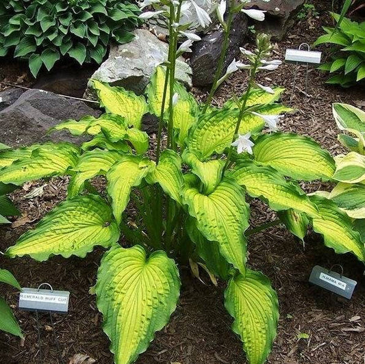 Hosta 'Emerald Ruff Cut', 1 Gallon Pot Live Plant