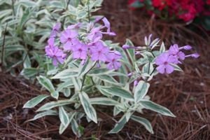 Phlox glaberrima 'Triple Play', 1 Quart Pot Live Plant