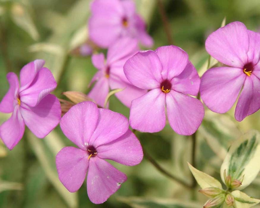 Phlox Glaberrima Triple Play Lavender Pink Flowers Variegated Phlox Sm