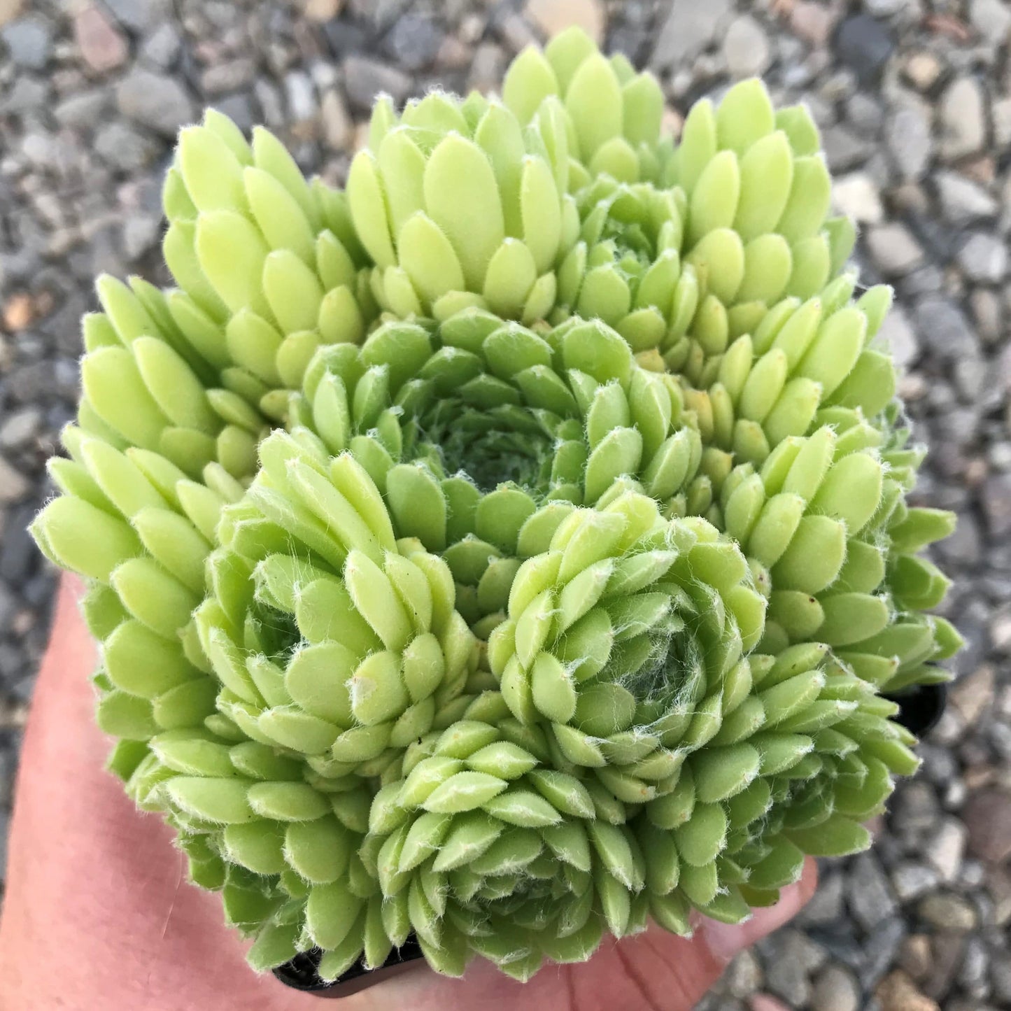 Pekinese Sempervivum Live Succulent Spring and Summer Growth Colony Cobweb Sempervivum Hens and Chicks Plant 4 inch pot Free Shipping