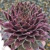 Sanford Sempervivum Live Succulent Spring and Summer Growth Colony Sempervivum Hens and Chicks Plant 4 inch pot Free Shipping