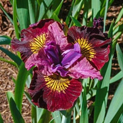 Siberian Iris 'Miss Apple', 1 Gallon Pot Live Plant