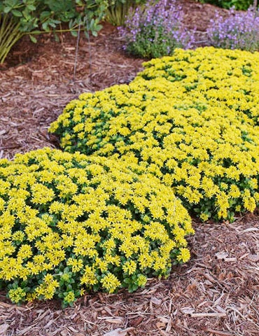 Sedum 'Little Miss Sunshine', 4" Pot Live Plant