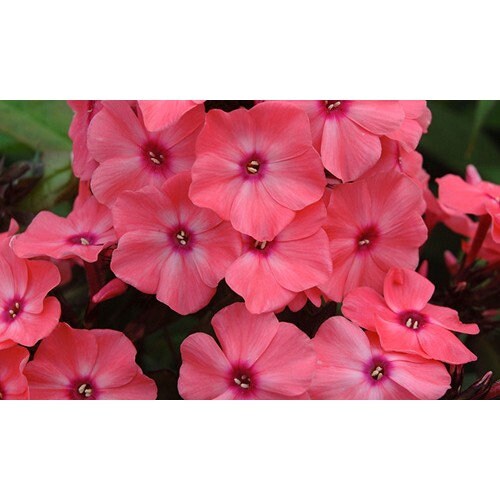 Phlox Candy Store Coral Creme Drop, 1 Gallon Pot Live Plant