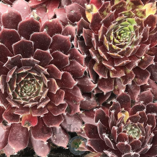 Sempervivum 'Pacific Trails' / Hens & Chicks / Live Succulents / 4" Pot