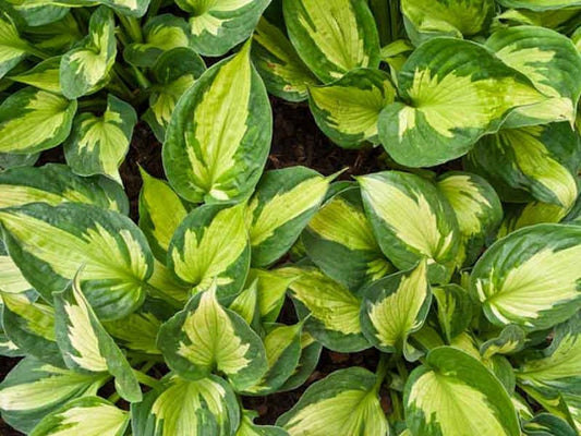 Hosta 'Whirlwind', 1 Gallon Pot Live Plant