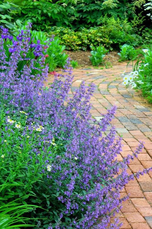 Walker's Low Catmint - Indigo Blue Nepeta Racemosa Plant - 1 qt pot