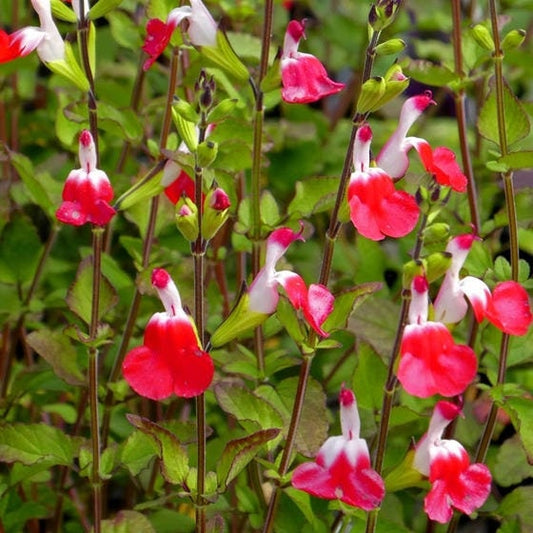 Hot Lips Littleleaf Sage - Red Salvia Plant - 1 qt pot