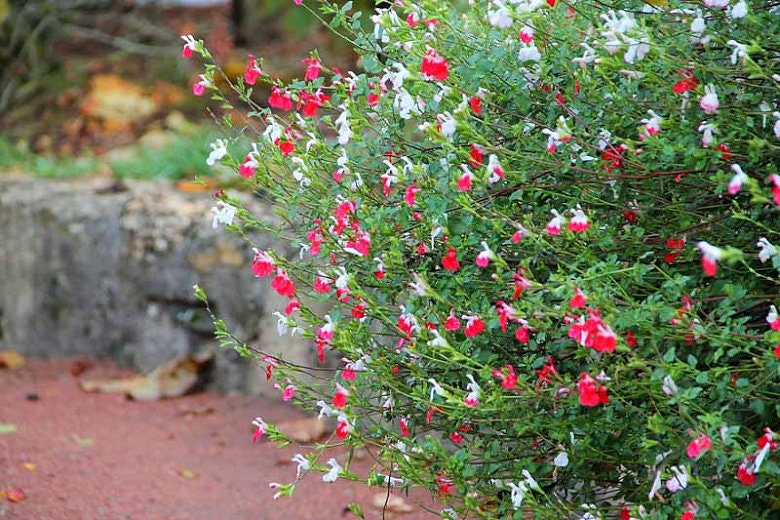 Hot Lips Littleleaf Sage - Red Salvia Plant - 1 qt pot