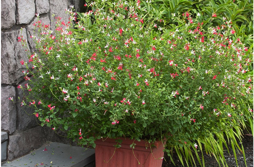 Hot Lips Littleleaf Sage - Red Salvia Plant - 1 qt pot