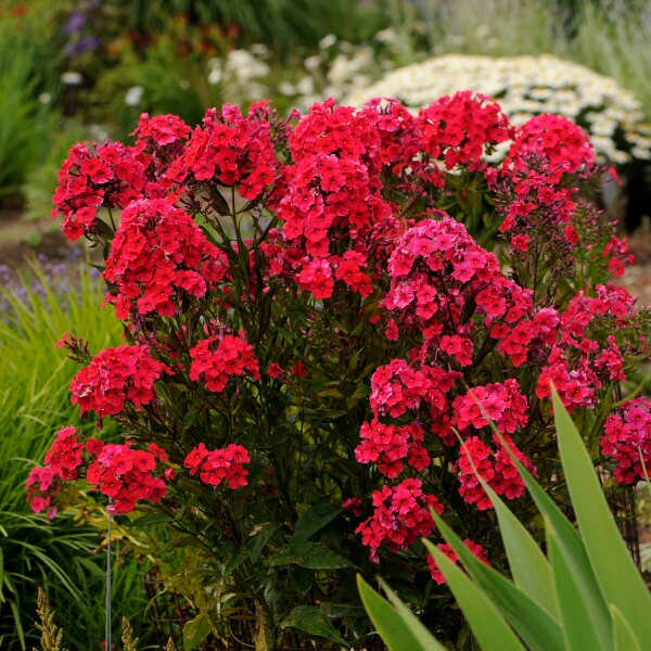 Red Riding Hood Garden Phlox - Phlox Paniculata Plant - 1 gallon pot