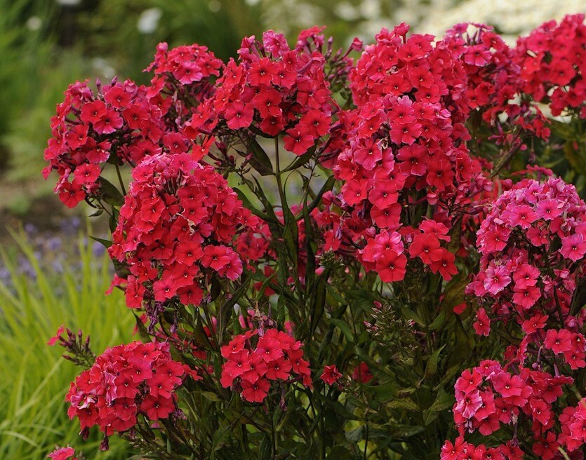 Red Riding Hood Garden Phlox - Phlox Paniculata Plant - 1 gallon pot