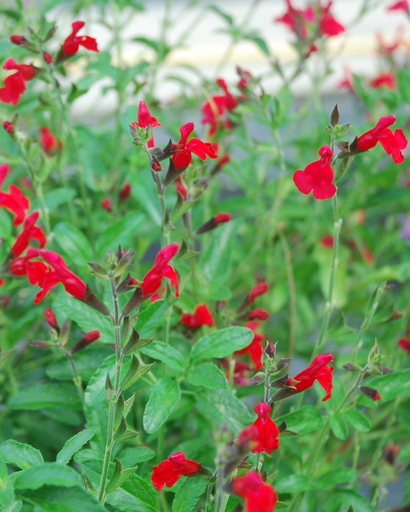 Radio Red Autumn Sage - Salvia Greggii Plant - 1 qt pot