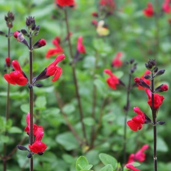 Flame Red Autumn Sage - Salvia Greggii Plant - 2.5 qt pot