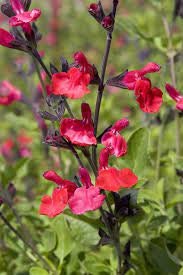 Flame Red Autumn Sage - Salvia Greggii Plant - 2.5 qt pot