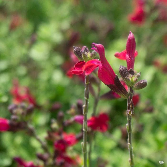Flame Red Autumn Sage - Salvia Greggii Plant - 2.5 qt pot