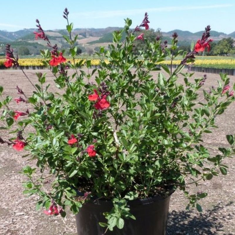 Flame Red Autumn Sage - Salvia Greggii Plant - 2.5 qt pot