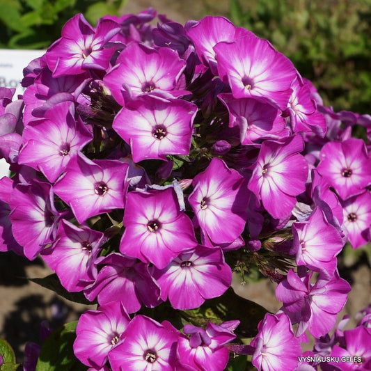 Purple Eye Garden Phlox from the Flame® Collection -  Phlox Paniculata Plant - 1 gal pot