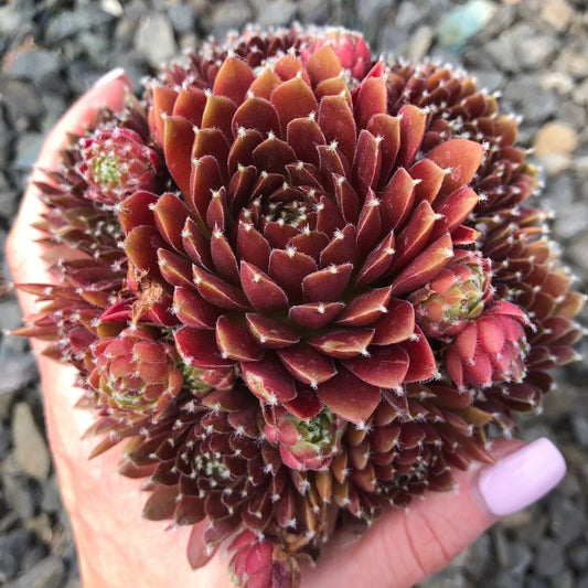 Sempervivum 'Jeanne D'Arc' Hens & Chicks, 4" Pot Live Plant