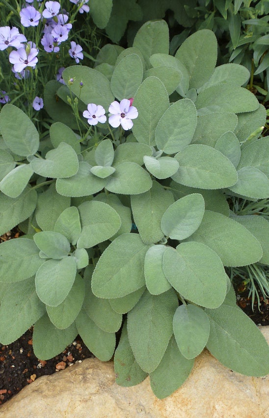 Berggarten Sage Salvia Plant - 4" pot