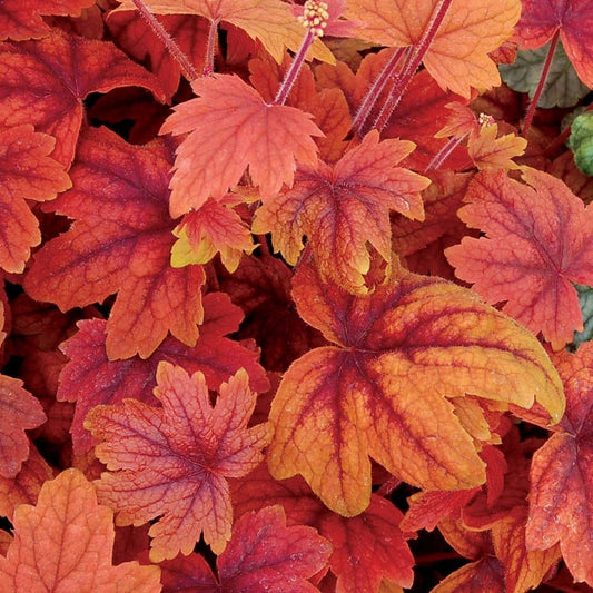 Sweet Tea Foamy Bells - Heucherella Plant - 1 gallon pot