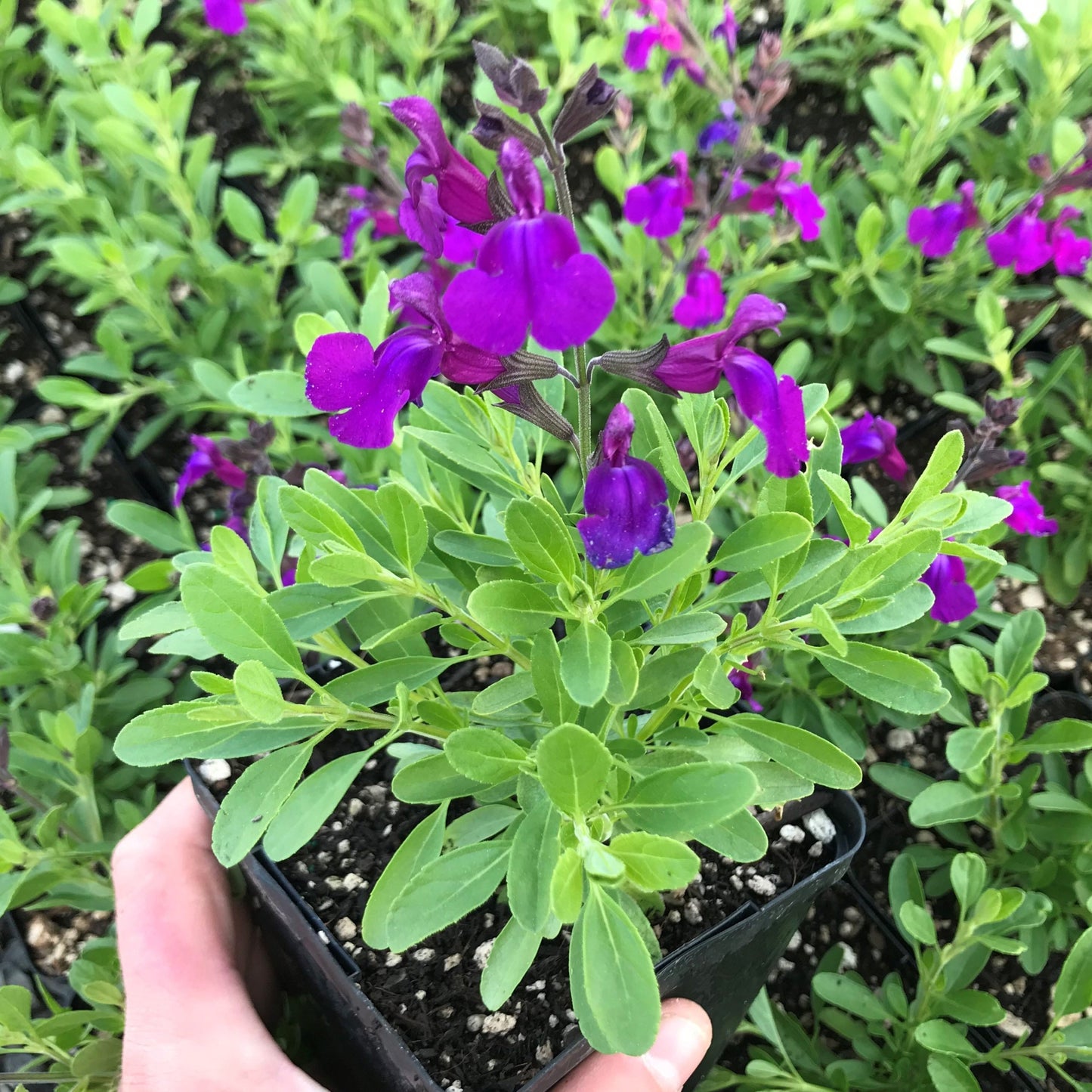 Deep Purple Sage - Salvia Greggii Plant by Mirage™ - 1 qt pot