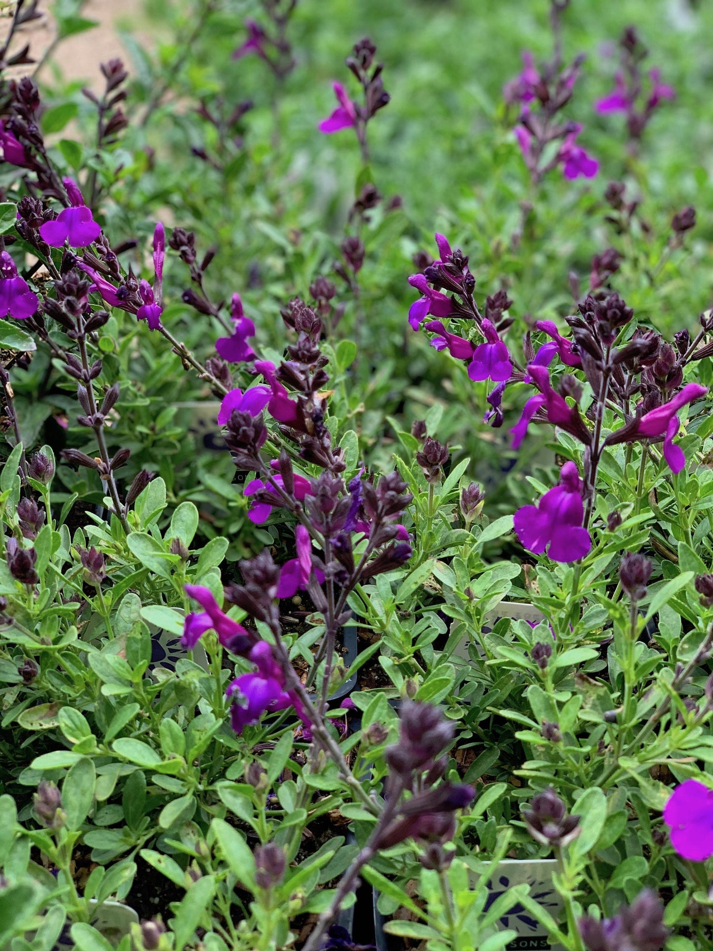 Deep Purple Sage - Salvia Greggii Plant by Mirage™ - 1 qt pot