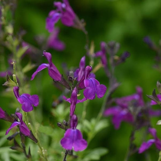 Deep Purple Sage - Salvia Greggii Plant by Mirage™ - 1 qt pot