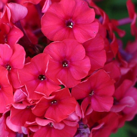 Red Riding Hood Garden Phlox - Phlox Paniculata Plant - 1 gallon pot