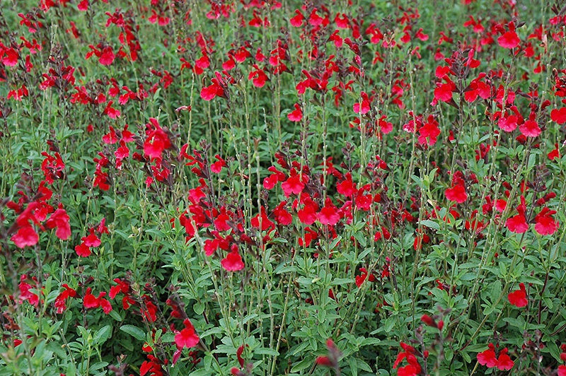 Radio Red Autumn Sage - Salvia Greggii Plant - 1 qt pot