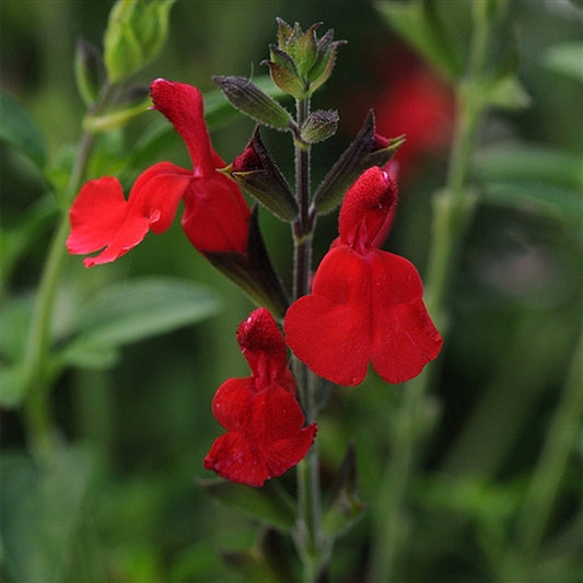 Radio Red Autumn Sage - Salvia Greggii Plant - 1 qt pot