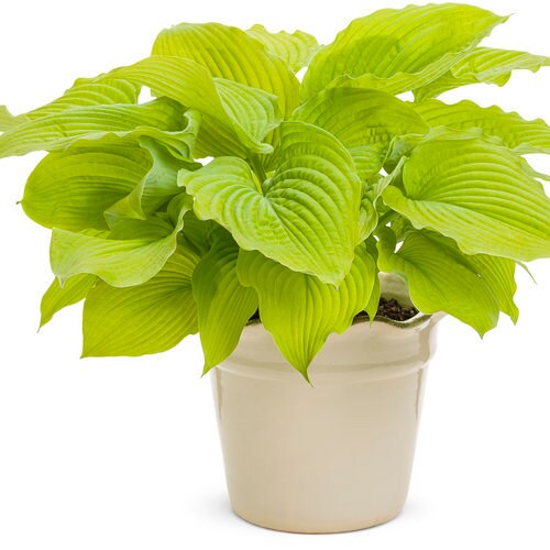 Proven Winners Hosta / Shadowland 'Coast to Coast' Hosta/ Golden Hosta/ Hosta Hybrid / 2 gallon pot / Plant for shade